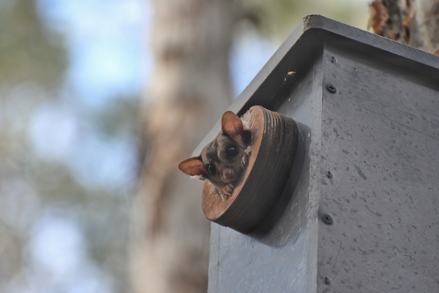 Nest Box