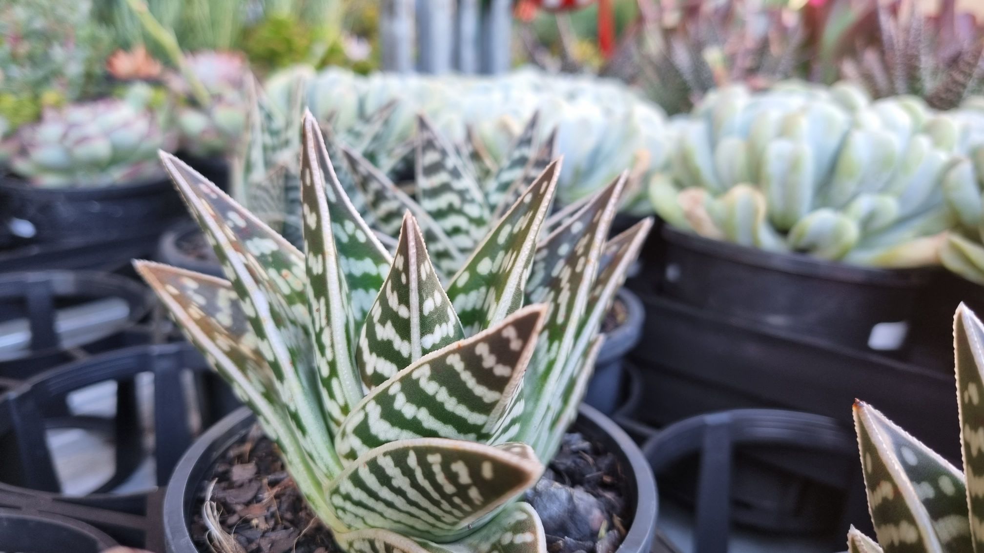 Plants at the Expo